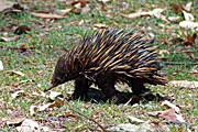 Australian Echidna is the only Australian mammal distributed throughout the continent